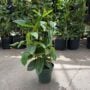 Mandevilla – Sun Parasol® Giant Dark Pink – 6″ Pot (Hoop)